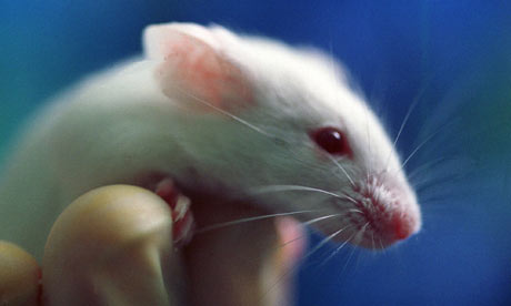 Laboratory mouse in a scientist's hand