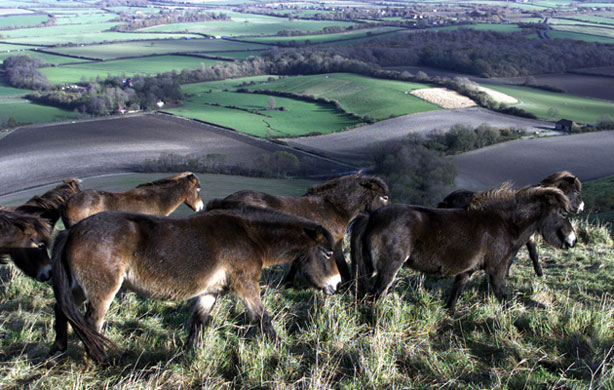 South Downs National Park: Exmoor Ponies  On South Downs