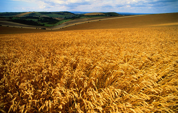 South Downs National Park: Field of wheat South Downs,Sussex