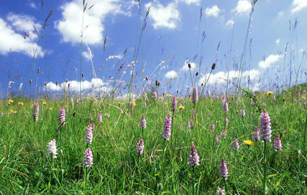 South Downs National Park: Common spotted orchids (Dactylorhiza fuchsii) South Downs, Sussex, UK