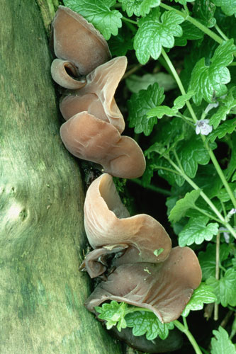 South Downs National Park: Jew's ear fungus