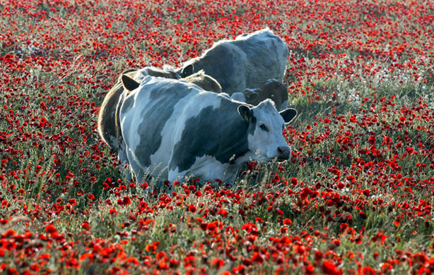 South Downs National Park: The Sussex Downs: Proposed as National Park