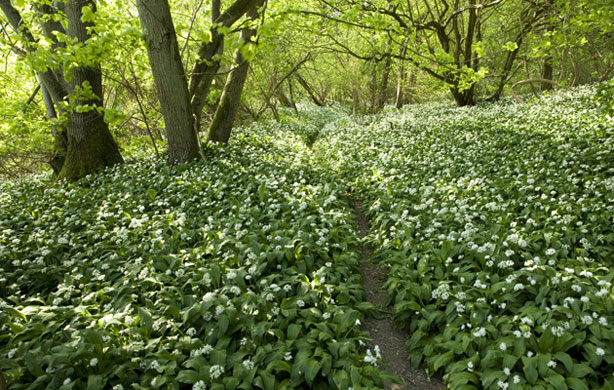 South Downs National Park: England, West Sussex, South Downs, path through flowering wild garlic