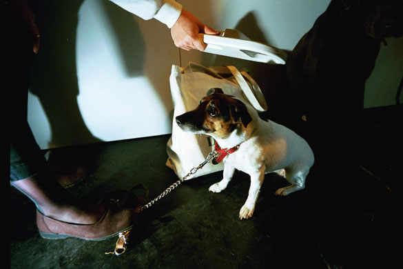 Eurotunnel : First pets allowed through Eurotunnel