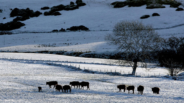 4 March 2009: Denny, UK: Cattle stand in a snow covered field