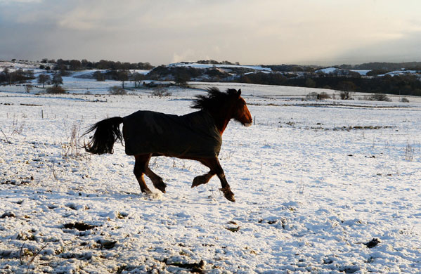 Snow in March: A horse in a snow-covered field in Denny, Scotland.