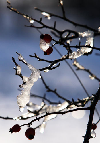 Snow in March: Ice and snow collects on a bush in Denny, Scotland.