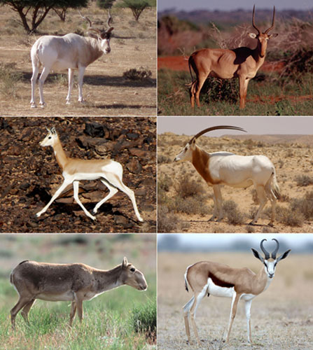 Week in Wildlife: ENVIRONMENT-SPECIES-ANTELOPES