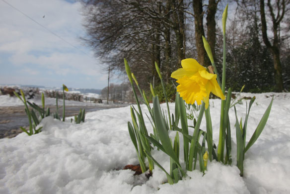 Snow in March: Daffodils sprout through snow near Chard in Somerset. 