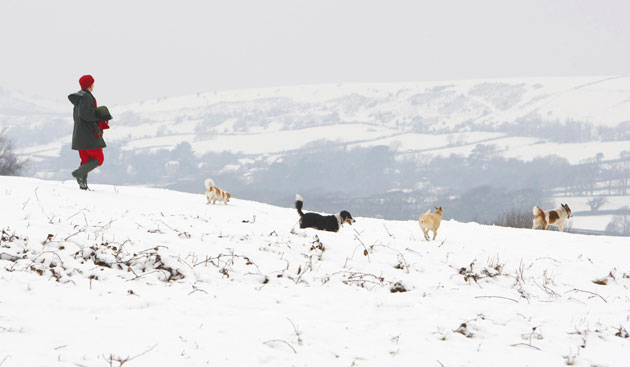 Snow in March: A woman walks her dogs in the snow near Corfe Castle in Dorset.