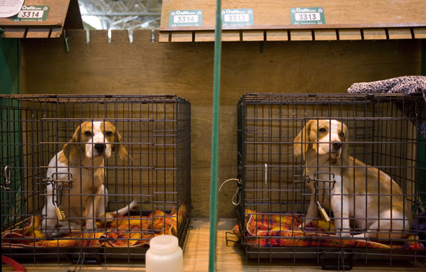 Crufts Gallery: Doors Open At Crufts 2009