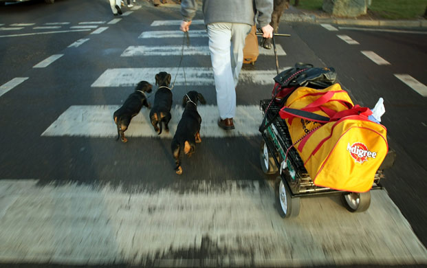 Crufts Gallery: Doors Open At Crufts 2009