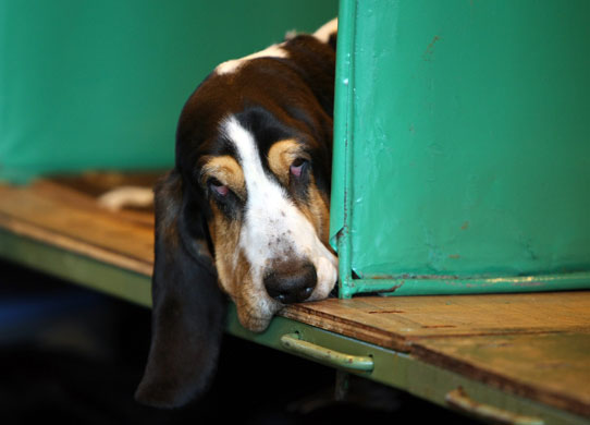Crufts Gallery: Doors Open At Crufts 2009