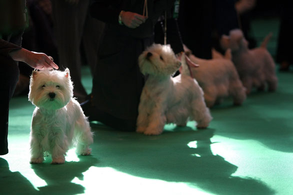 Crufts Gallery: Doors Open At Crufts 2009