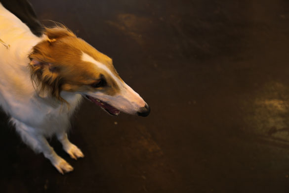 Crufts Gallery: Doors Open At Crufts 2009