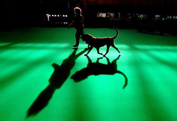 Crufts Gallery: Doors Open At Crufts 2009