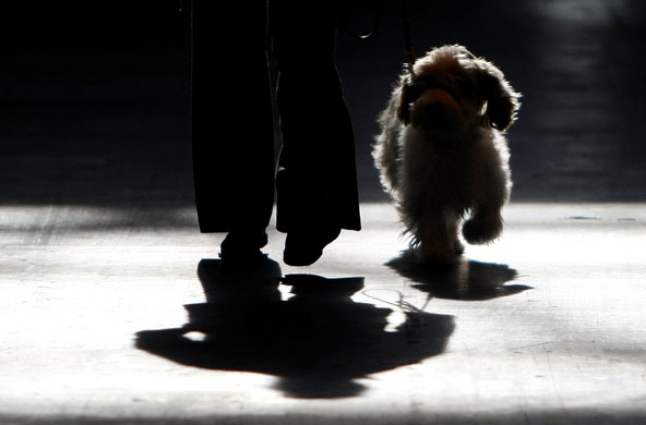 Crufts Gallery: Doors Open At Crufts 2009