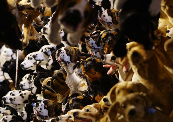 Crufts 2009: oors Open at Crufts 2009