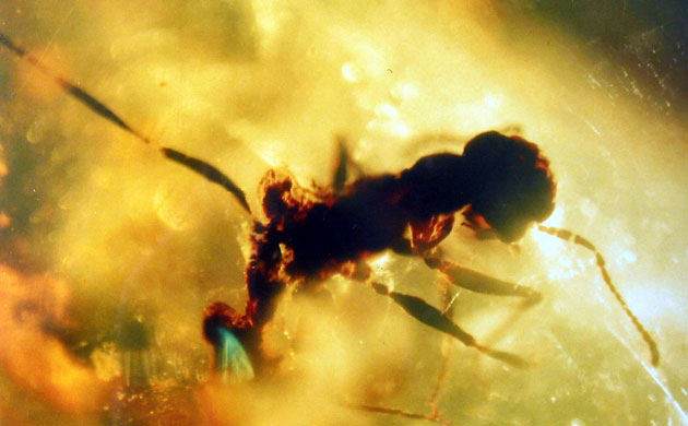 Ants: An ant,  its head at right, is encased in an amber 