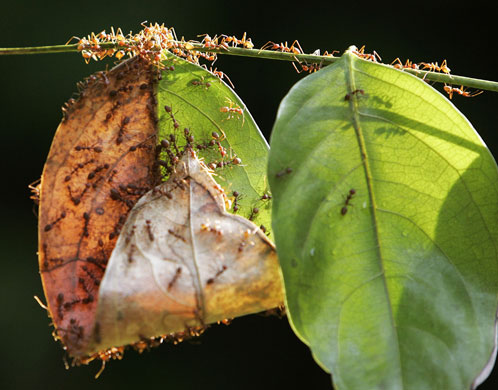 Ants: A colony of weaver ants build their nest from leaves