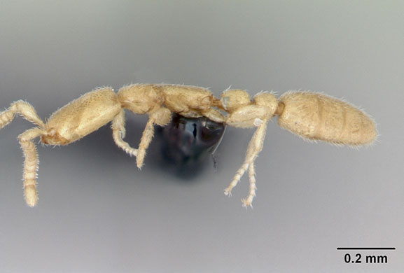 Ants: Leptanilla revelierii, one of the smallest ant familly