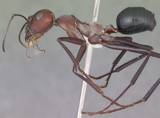 Ants: The Sahara desert ant 
