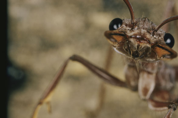 Ants: Extreme close-up of a bulldog ant