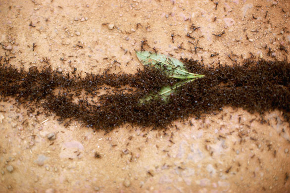 Ants: Thick Line of Nomad Ants