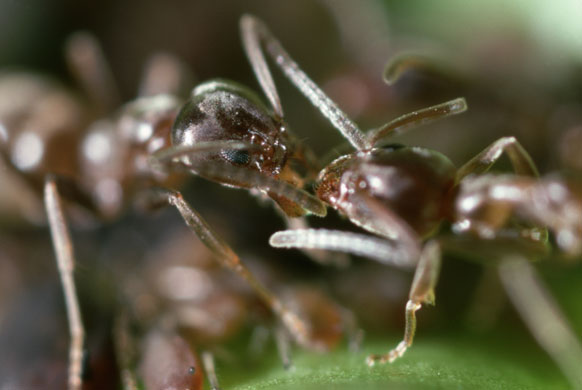 Ants: Argentine Ants