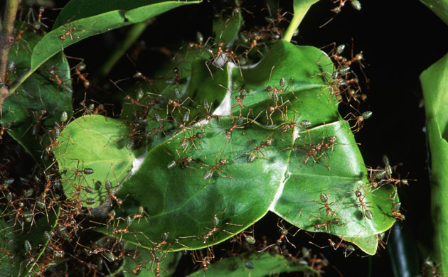 Ants: Green Weaver Ants