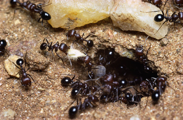 Ants: Harvester Ants Collecting Grass Seeds