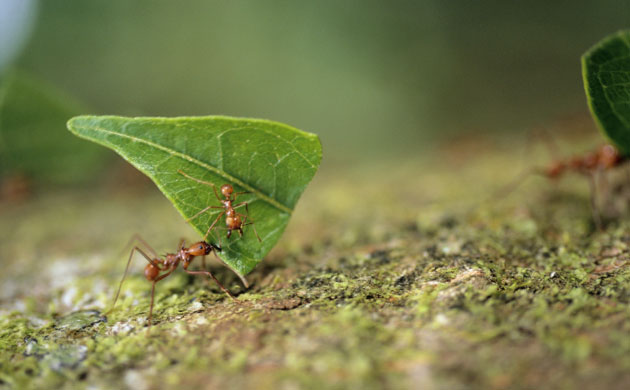 Ants: Leaf-Cutting Ant Carrying Leaf and Ant