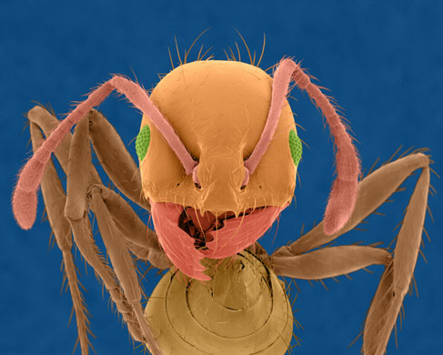 Ants: Head of Red Imported Fire Ant