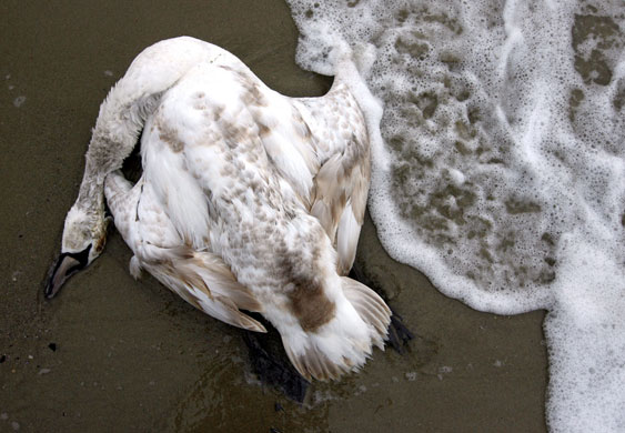 24 hours in pictures: A swan lies dead after an  oil spillage in Varna, Bulgaria