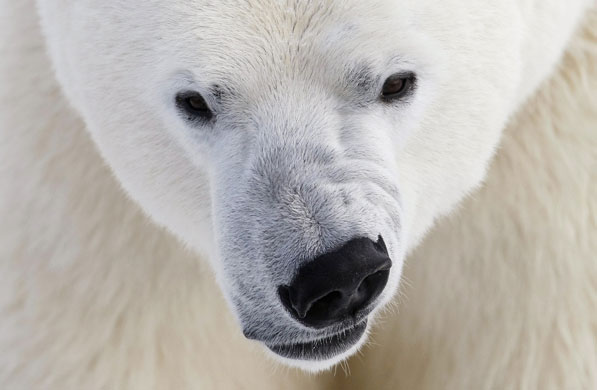 24 hours in pictures: A polar bear growls at the St. Felicien Wildlife Zoo in Canada