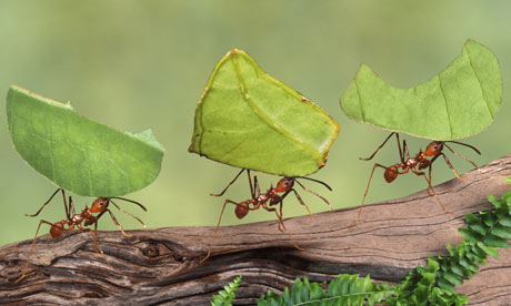 http://static.guim.co.uk/sys-images/Guardian/Pix/pictures/2009/3/8/1236554201646/Leaf-cutter-ants-Atta-cep-003.jpg