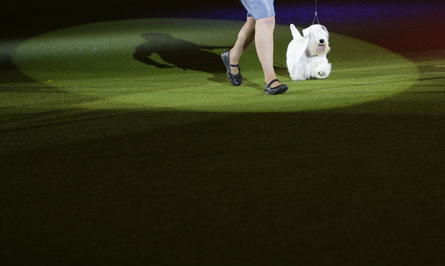 Crufts winners: Crufts Best in Show winner Charmin the Sealyham Terrier