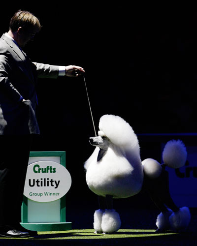 Crufts winners: Michael Gatby with his Standard Poodle, Donny, the Reserve Best in Show