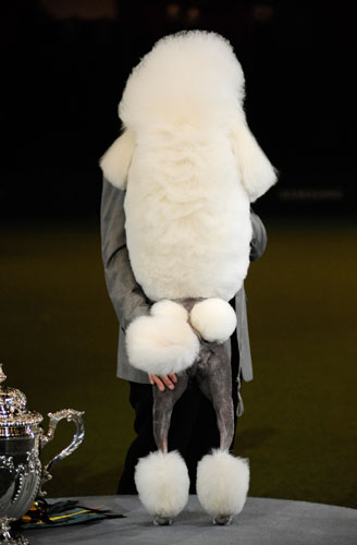 Crufts winners: Michael Gatby with his Standard Poodle, Donny