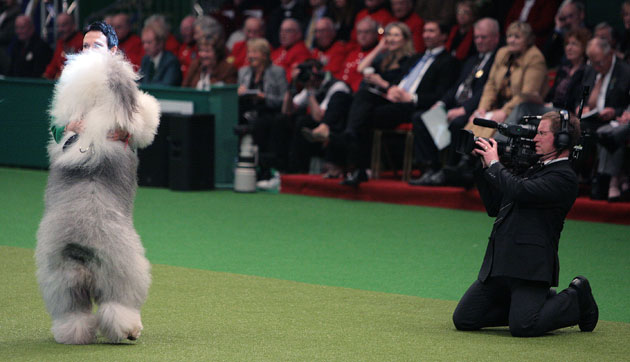 Crufts winners: English Sheepdog Cruella and handler Ingela Wallstrom