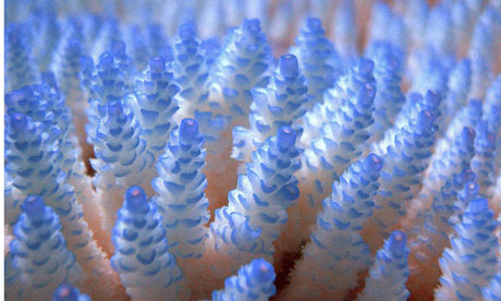 Corals at the Great Barrier Reef