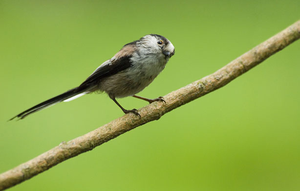 British Wildlife : British Wildlife Photography Awards: Long Tailed Tit