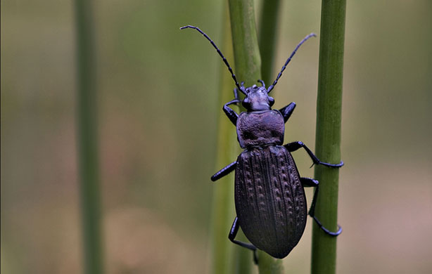 British Wildlife : British Wildlife Photography Awards: Ground Beetle