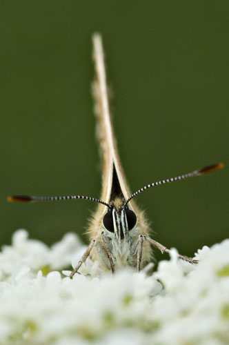 British Wildlife : British Wildlife Photography Awards: Common Blue Butterfly