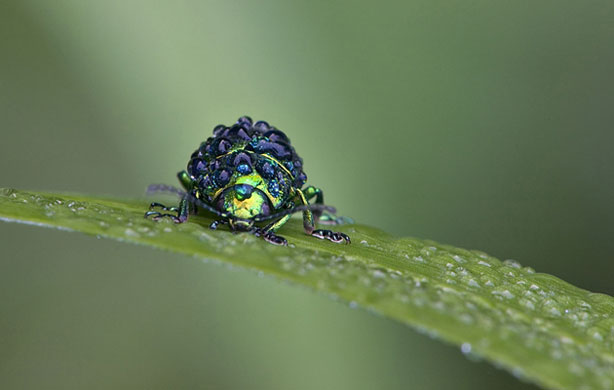 British Wildlife : British Wildlife Photography Awards: Chrysolina Menthastri 