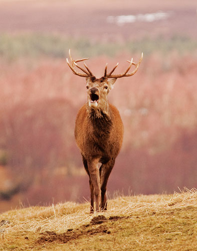 British Wildlife : British Wildlife Photography Awards: