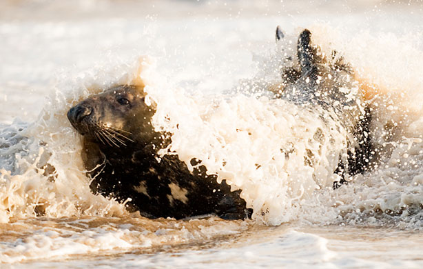 British Wildlife : British Wildlife Photography Awards: Seal