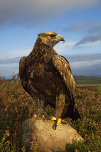 British Wildlife : British Wildlife Photography Awards: Eagle