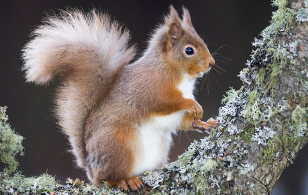 British Wildlife : British Wildlife Photography Awards: Red Squirrel