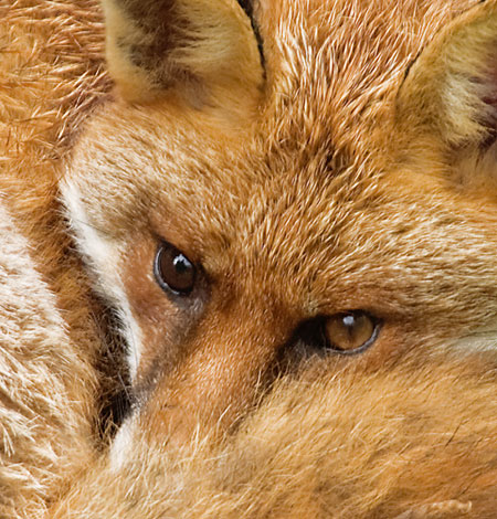 British Wildlife : British Wildlife Photography Awards: Fox